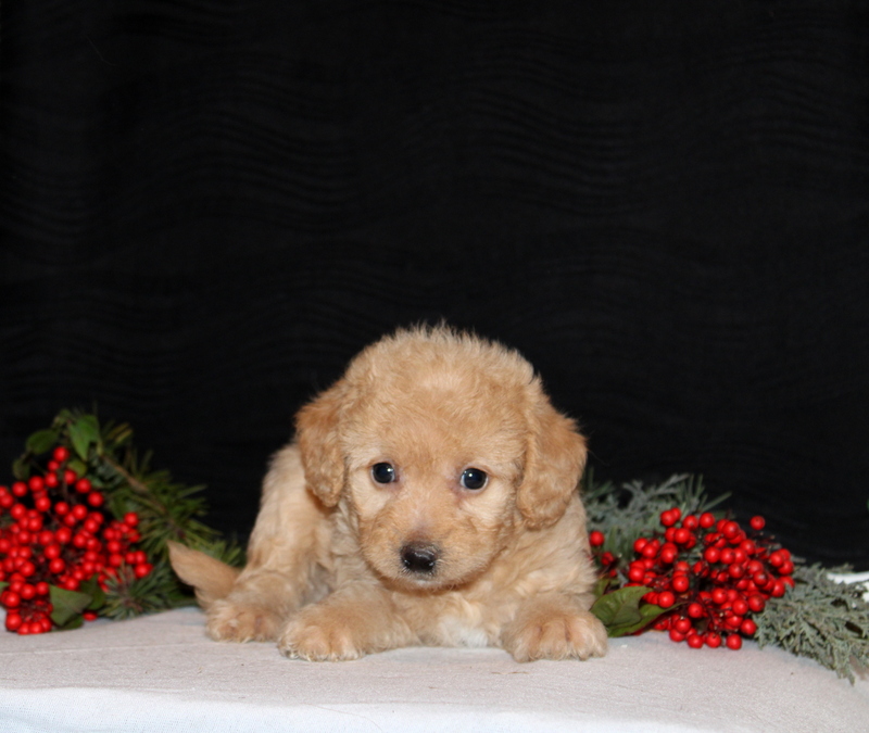 puppy, for, sale, Morki-Poo, Matthew B. Stoltzfus, dog, breeder, Gap, PA, dog-breeder, puppy-for-sale, forsale, nearby, find, puppyfind, locator, puppylocator, aca